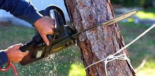 Best Stump Grinding and Removal  in Desert View Highlands, CA
