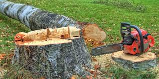 Best Arborist Consultation Services  in Desert View Highlands, CA