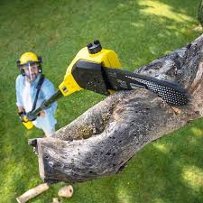 Best Tree Disease Treatment  in Desert View Highlands, CA