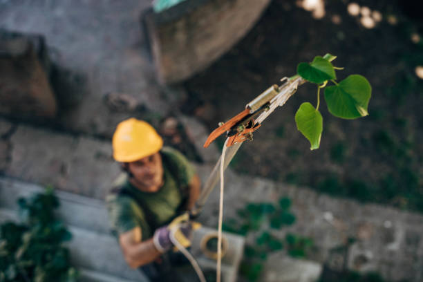 Best Tree Preservation Services  in Desert View Highlands, CA