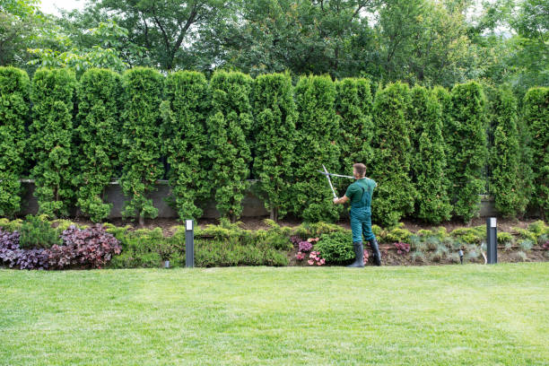 Best Lawn Drainage Solutions  in Desert View Highlands, CA