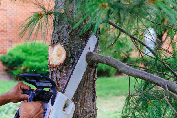 Best Firewood Processing and Delivery  in Desert View Highlands, CA